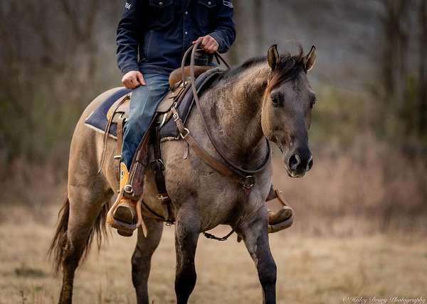 roping-quarter-horse