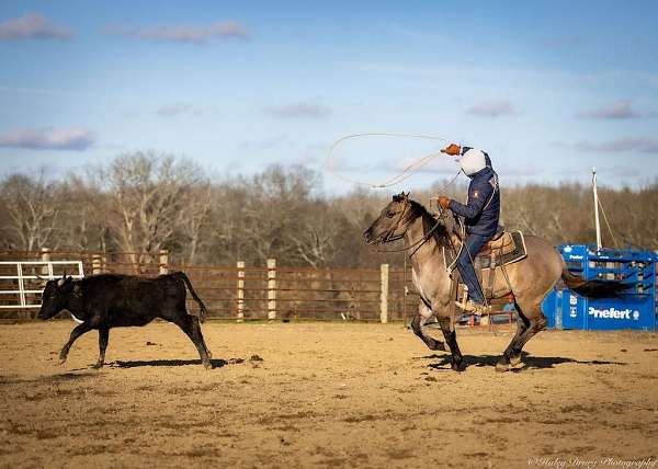 working-cattle-quarter-horse