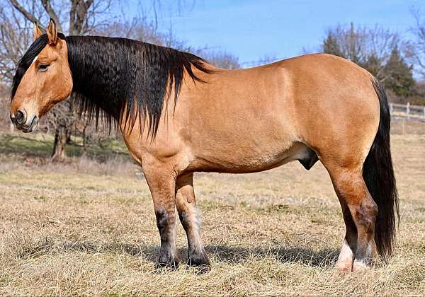 cross-draft-horse