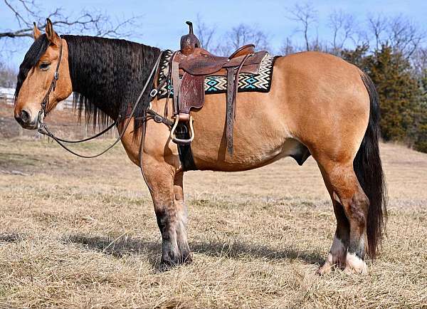 athletic-draft-horse