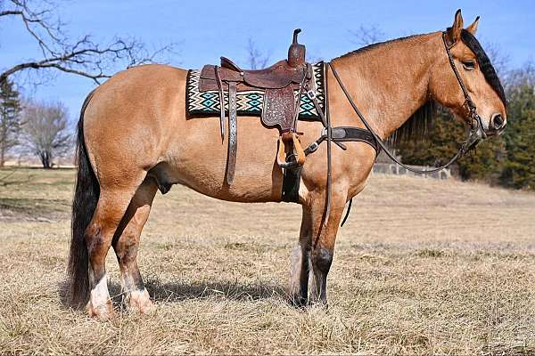 draft-horse