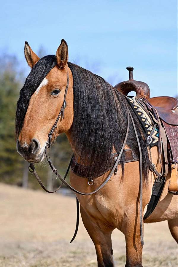 flashy-draft-horse