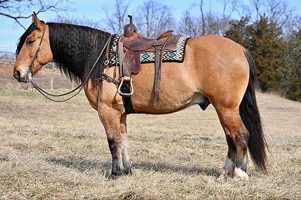 husband-safe-draft-horse