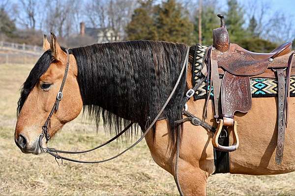 ranch-work-draft-horse