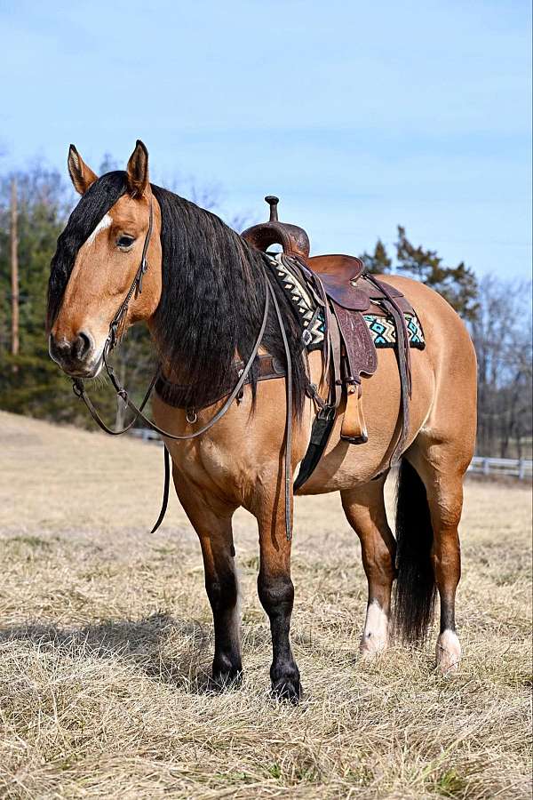 trail-draft-horse