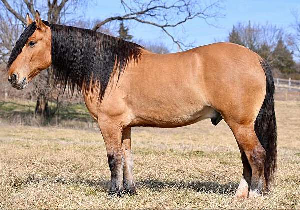 trail-riding-draft-horse