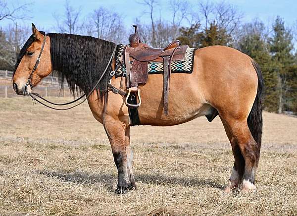 dun-draft-gelding