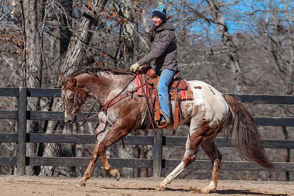 athletic-gelding