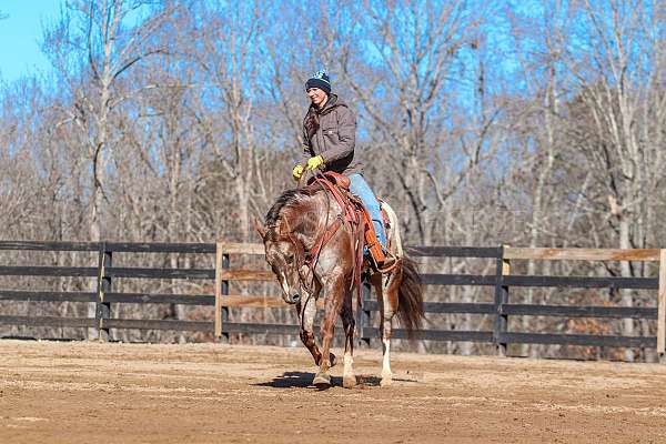 beginner-gelding