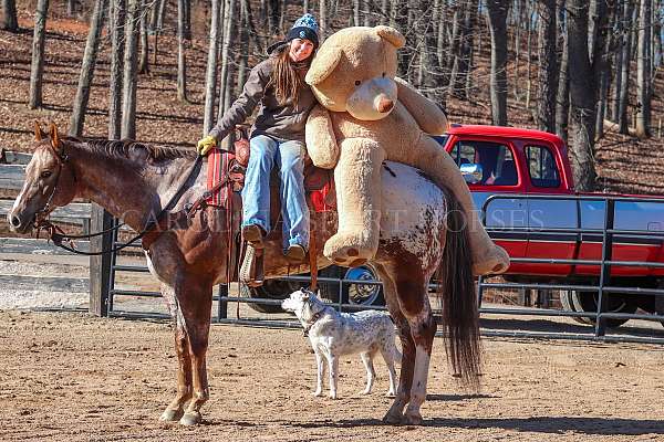 flashy-gelding