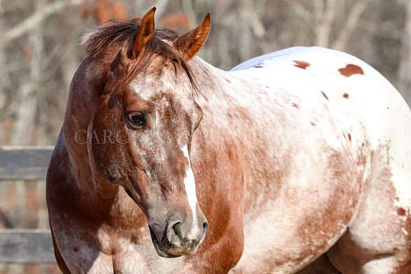 halter-gelding