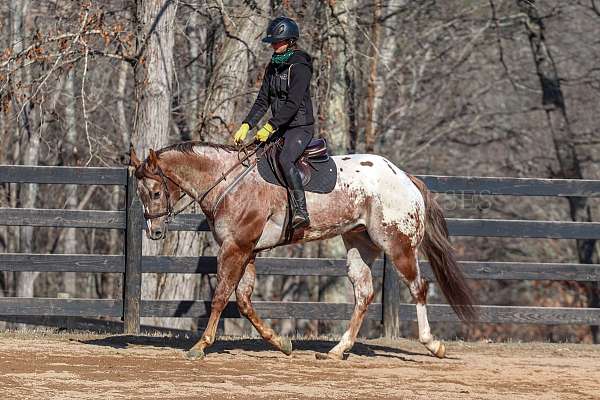 lesson-gelding