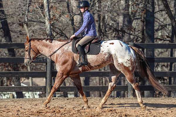 parade-gelding