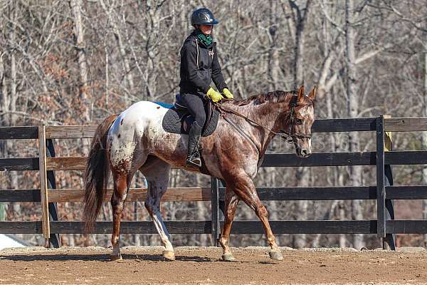 performance-gelding