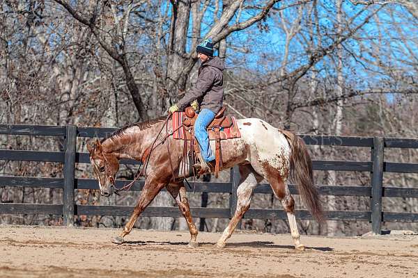 ranch-work-gelding