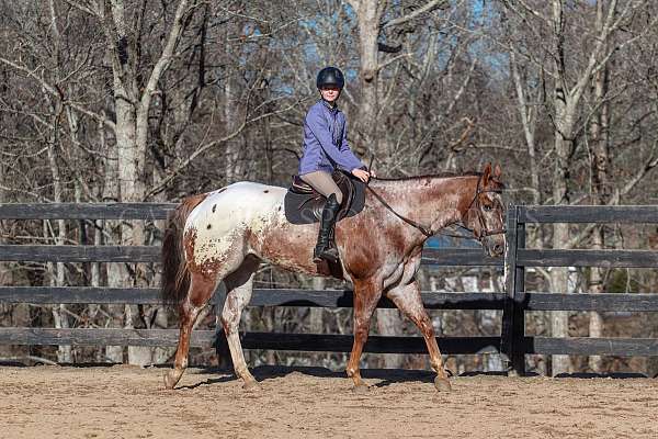 ridden-english-gelding