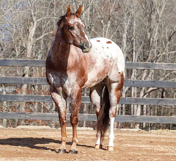 trail-riding-gelding