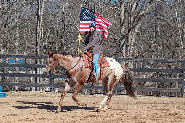 youth-gelding