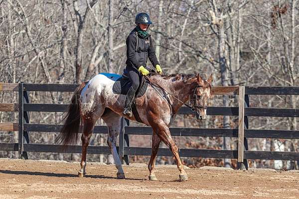 show-gelding