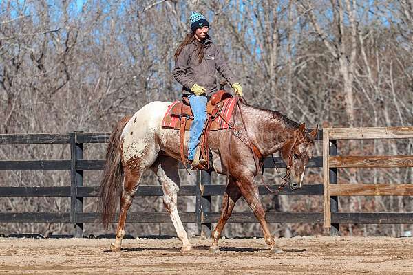 ridden-western-gelding