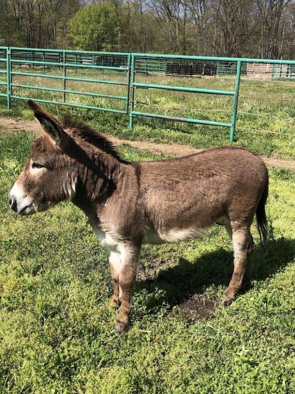 white-nose-underbelly-donkey