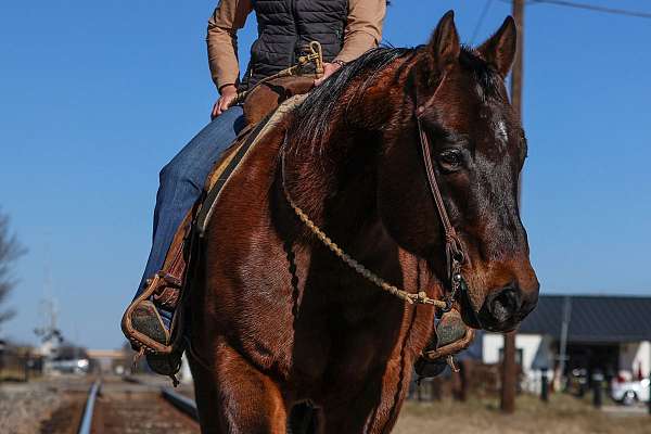 athletic-quarter-horse