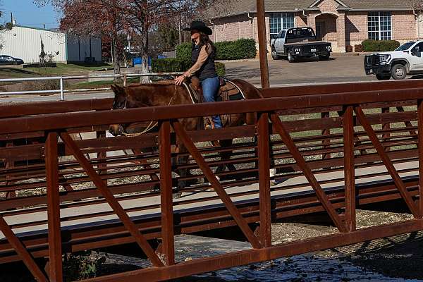 kid-safe-quarter-horse