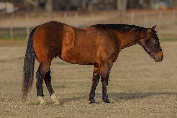 performance-quarter-horse