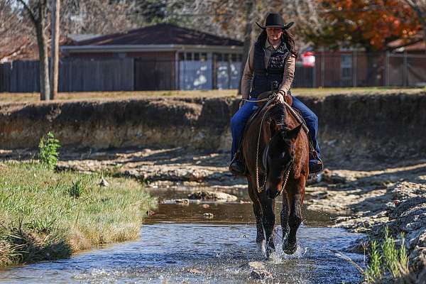 lesson-quarter-horse