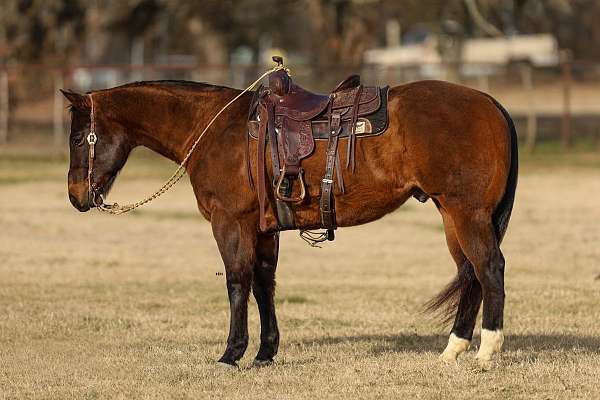 ranch-versatility-quarter-horse