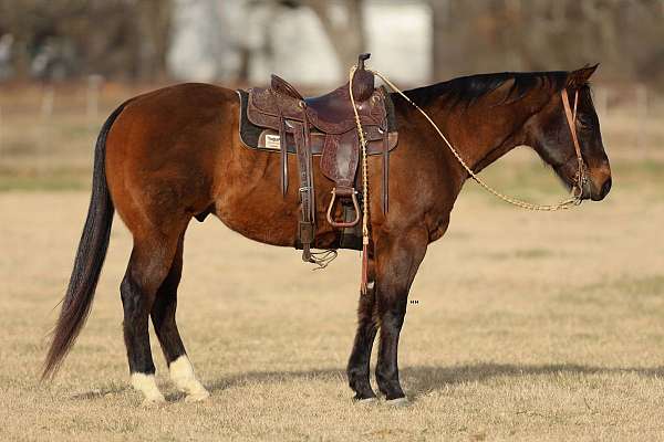 ranch-work-quarter-horse