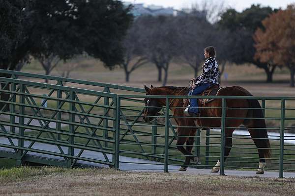 trail-riding-quarter-horse