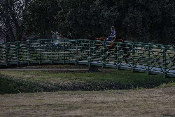 western-riding-quarter-horse