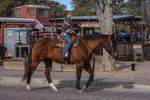 bay-quarter-horse-gelding