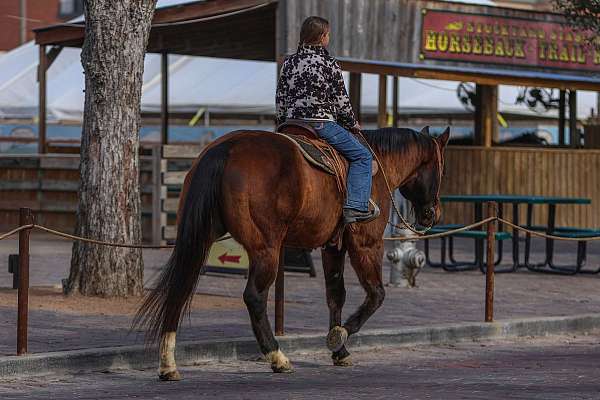 bay-all-around-horse