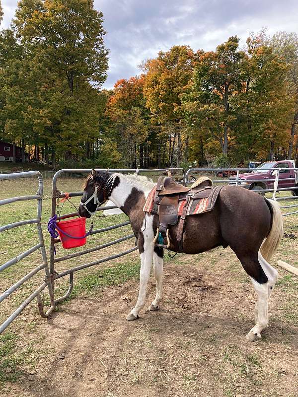 boy-mccue-paint-horse