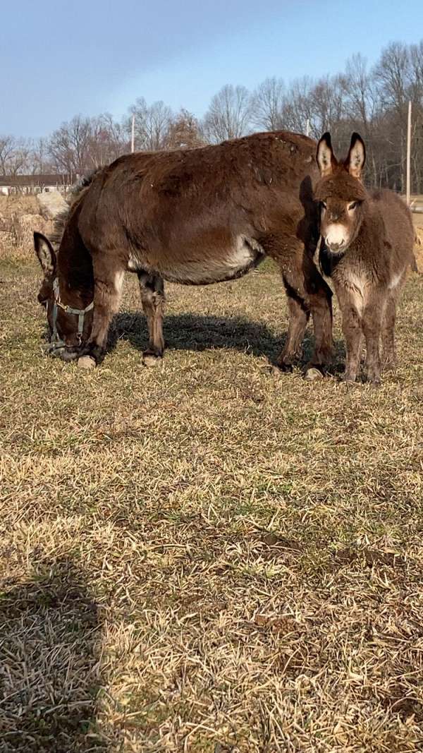 any-age-donkey