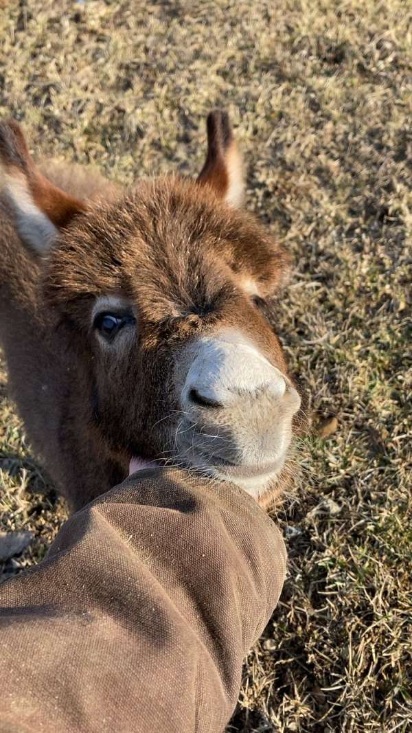 chocolate-donkey-miniature-for-sale