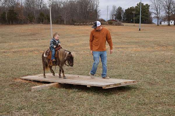 trail-riding-pony