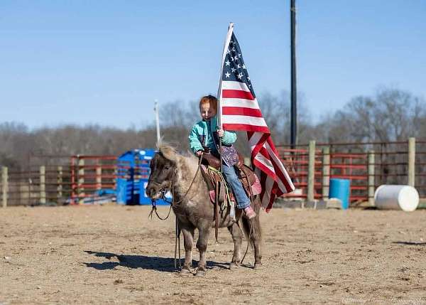 chocolate-athletic-pony