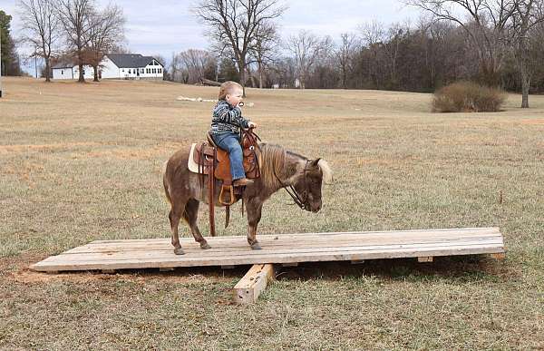 chocolate-pony-gelding