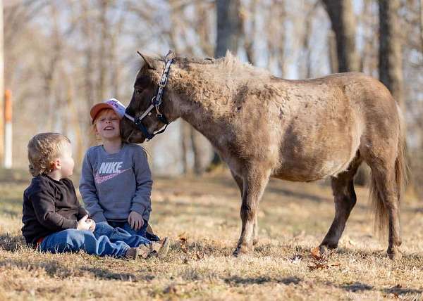 chocolate-beginner-pony