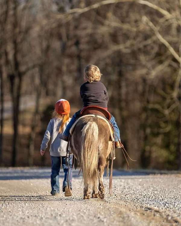 chocolate-companion-pony