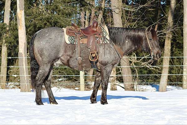 calf-roping-quarter-horse