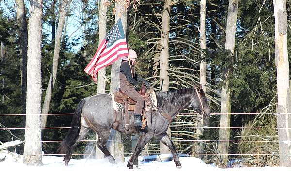 husband-safe-quarter-horse