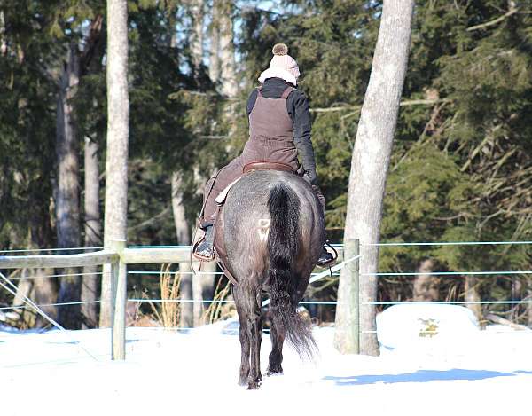 performance-quarter-horse