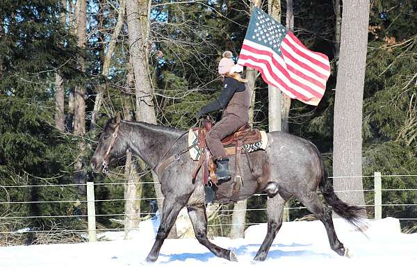 show-quarter-horse