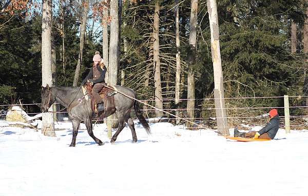 team-penning-quarter-horse