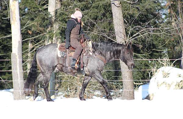 western-riding-quarter-horse