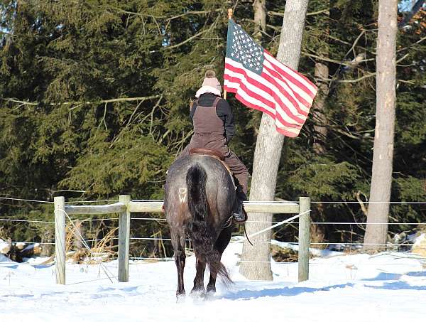 working-cattle-quarter-horse